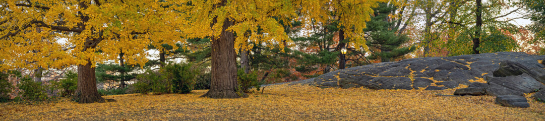 Fototapeta premium Autumn in Central Park