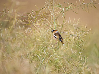 Kernbeißer (Coccothraustes coccothraustes)