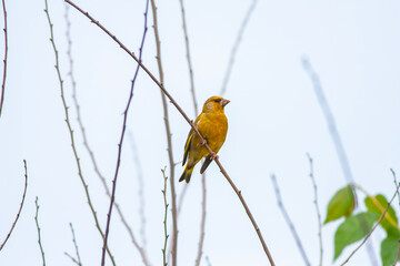 bird watching on branch in tree, European Green Finch, Chloris chloris