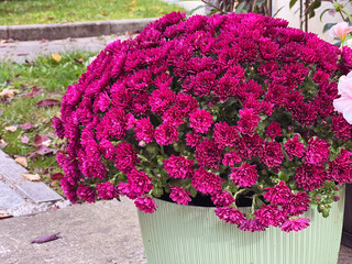 Pink Chrysanthemums Flowers in Pot for Garden decoration 