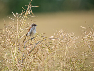 Neuntöter (Lanius collurio)