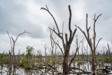 Dead Mangrove Trees in Everglades National Park, Florida, United States