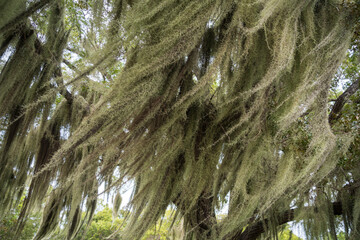 Spanish Moss Hanging from Trees in the Everglades National Park, Florida, USA