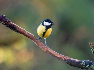 Kohlmeise (Parus major)