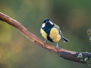 Kohlmeise (Parus major)