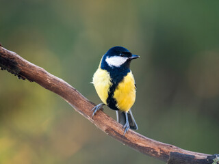 Kohlmeise (Parus major)