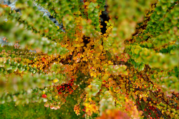 A green botanical bush, perfect as a background or screensaver, showcasing natural textures and lush greenery.