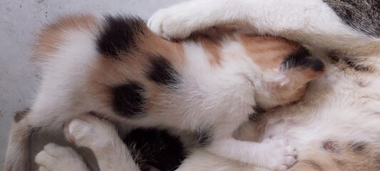 close up of a kitten © Errada