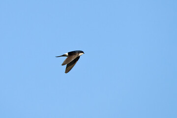 Uferschwalbe (Riparia riparia) im Flug