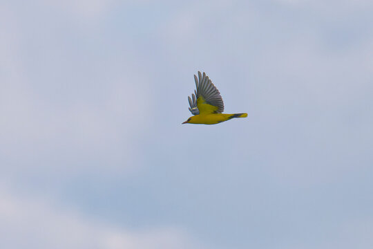 Pirol M&auml;nnchen im Flug