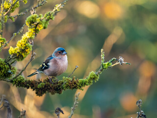 Buchfink (Fringilla coelebs)