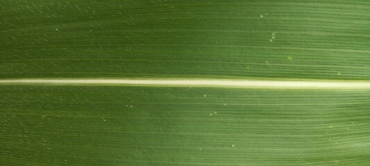 water drops on green leaf