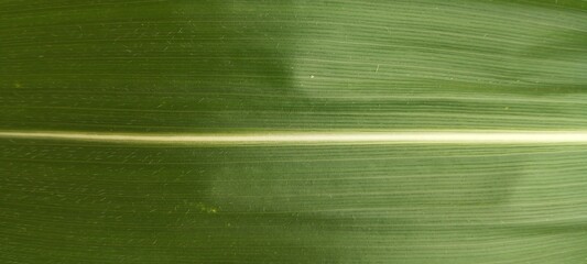 green background with lines of corn leaf