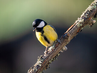 Kohlmeise (Parus major)