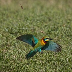A colorful bee-eater catching an insect mid-flight.