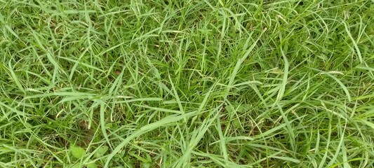 green grass background