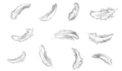 white feathers floating on white background