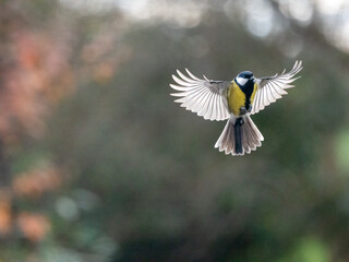 Kohlmeise (Parus major)