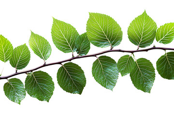 green leaves branch isolated on white background