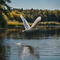 A graceful swan gliding across a tranquil lake.