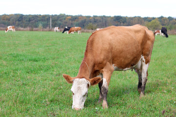 Cows graze in the pasture. Agriculture. Cattle breeding.