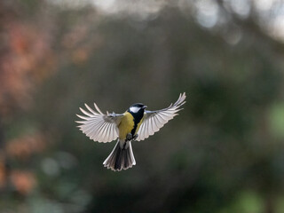 Kohlmeise (Parus major)