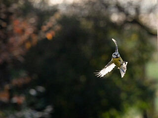 Blaumeise (Cyanistes caeruleu)