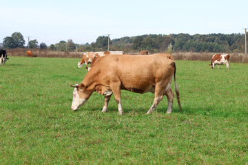 Cows graze in the pasture. Agriculture. Cattle breeding.