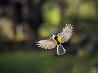 Kohlmeise (Parus major)