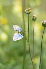 butterflies on a flower