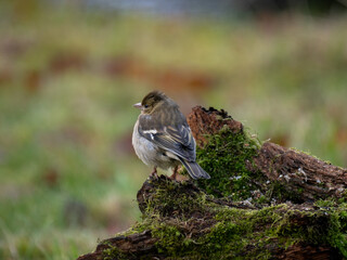 Buchfink (Fringilla coelebs)