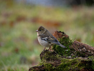 Buchfink (Fringilla coelebs)
