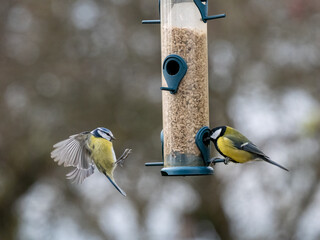 Kohlmeise (Parus major), Blaumeise © Lothar Lenz