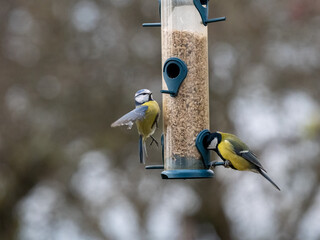 Kohlmeise (Parus major), Blaumeise