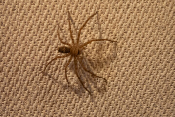 Brown huntsman spider