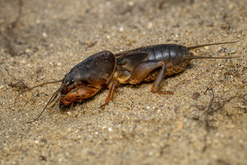 European Mole Cricket - Gryllotalpa gryllotalpa, large unique underground insect from Euroasian...