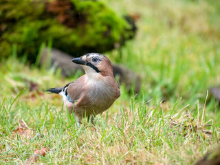 Fototapeta premium Eichelhäher (Garrulus glandarius)