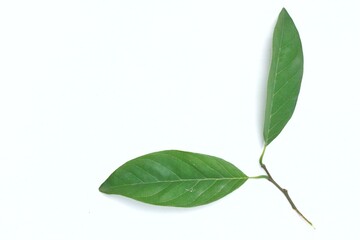 srikaya leaves isolated on white