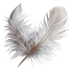 Elegant White Feather Close-Up on Clean Background