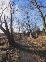 Coastal dunes, rich in birds, with marked hiking and cycling trails, plus a nature center in Netherlands. Typical Dutch landscape near the sea with beautiful paths for walking