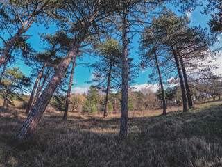 Obraz premium Coastal dunes, rich in birds, with marked hiking and cycling trails, plus a nature center in Netherlands. Typical Dutch landscape near the sea with beautiful paths for walking