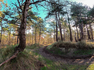 Obraz premium Coastal dunes, rich in birds, with marked hiking and cycling trails, plus a nature center in Netherlands. Typical Dutch landscape near the sea with beautiful paths for walking