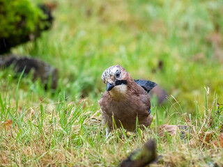Eichelhäher (Garrulus glandarius)
