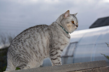 Naklejka premium Beautiful gray British cat against a gray sky