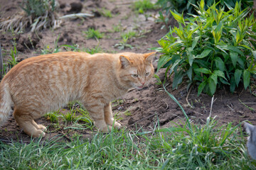 Red cat against a background of greenery in the garden in spring