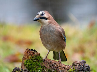 Eichelhäher (Garrulus glandarius)