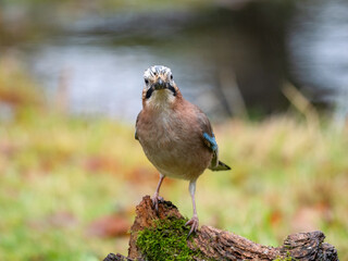 Eichelhäher (Garrulus glandarius)