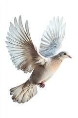 Obraz premium A dove isolated on a transparent background.