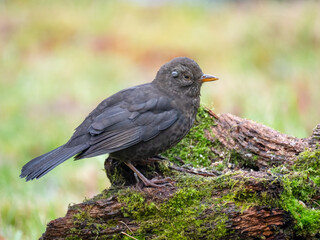 Amsel (Turdus merula)