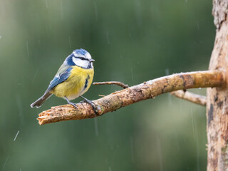 Blaumeise (Cyanistes caeruleu)